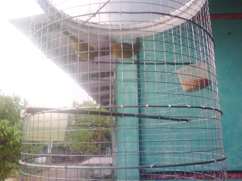 Download 55 Foto Gambar Burung Opior Jawa Paling Bagus Gambar Burung