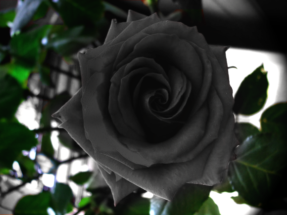 TURKI HALFETI ROSE ATAU &quot; MAWAR HITAM &quot; YANG LANGKA,DAN LEGENDARIS ! 