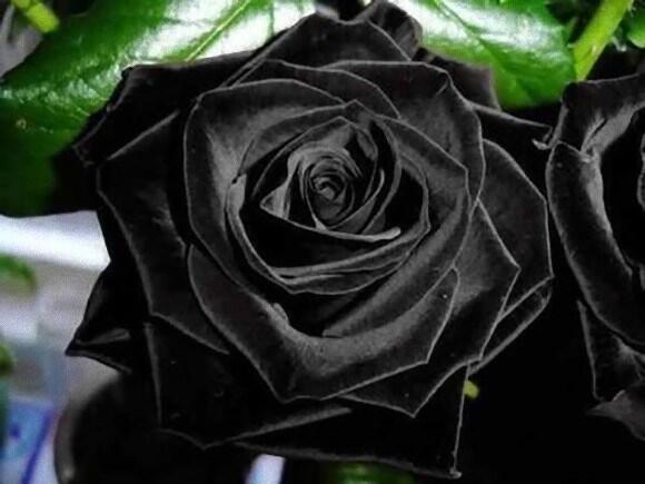 TURKI HALFETI ROSE ATAU &quot; MAWAR HITAM &quot; YANG LANGKA,DAN LEGENDARIS ! 