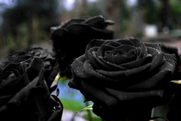 TURKI HALFETI ROSE ATAU &quot; MAWAR HITAM &quot; YANG LANGKA,DAN LEGENDARIS ! 