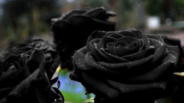 TURKI HALFETI ROSE ATAU &quot; MAWAR HITAM &quot; YANG LANGKA,DAN LEGENDARIS ! 