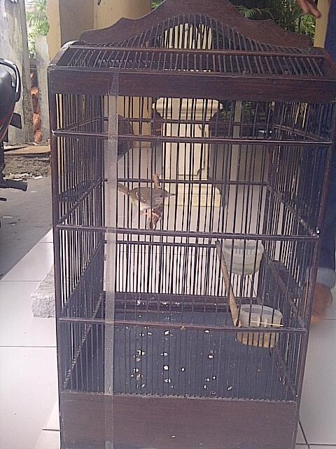 Jual Borongan Burung, Ciblek Kristal, Ciblek Semi, Pleci