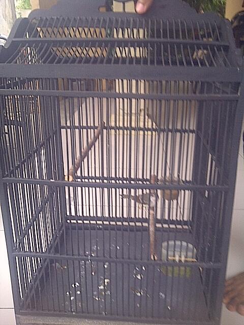 Jual Borongan Burung, Ciblek Kristal, Ciblek Semi, Pleci