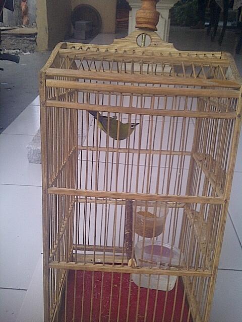 Jual Borongan Burung, Ciblek Kristal, Ciblek Semi, Pleci