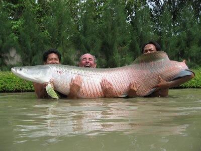 Sadisnya Perburuan Ikan Purba Di amazon