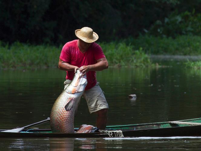 Sadisnya Perburuan Ikan Purba Di amazon