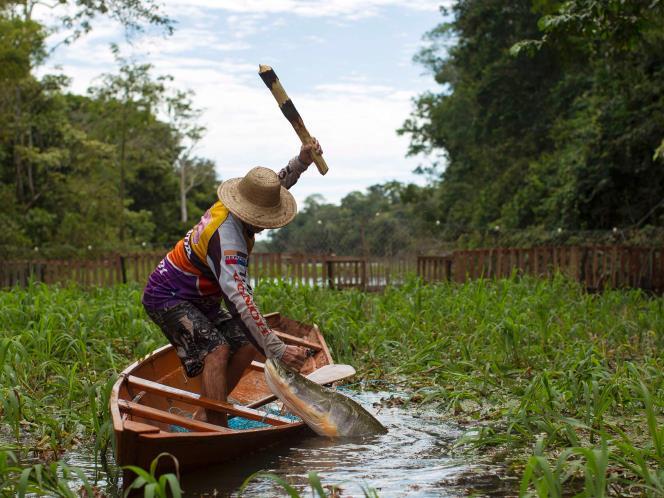 Sadisnya Perburuan Ikan Purba Di amazon