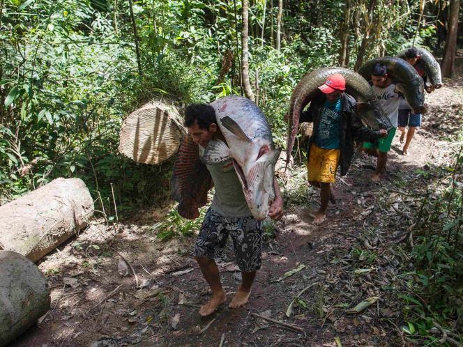 Sadisnya Perburuan Ikan Purba Di amazon