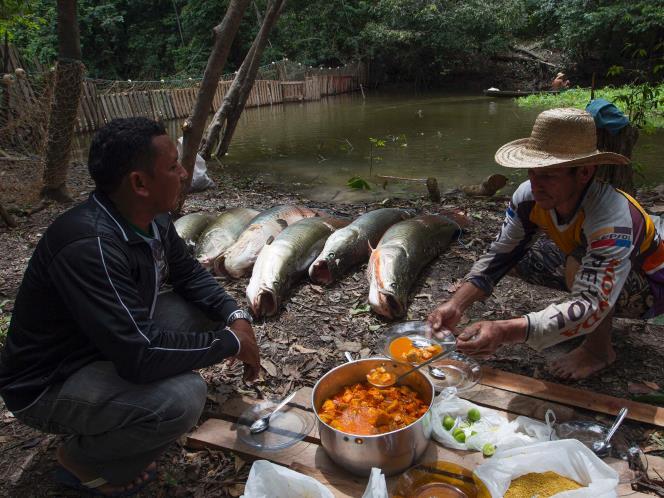 Sadisnya Perburuan Ikan Purba Di amazon