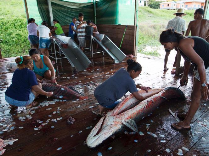 Sadisnya Perburuan Ikan Purba Di amazon