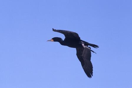 ☆ Berbagai Jenis Burung Menakjubkan Yang Jago Berenang !! ☆