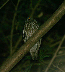 ☆. Berbagai Jenis Burung Hantu Yang Menakjubkan !! .☆