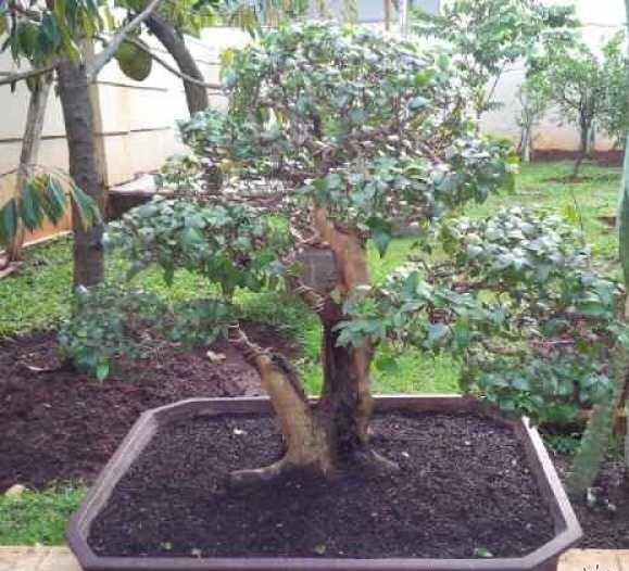 Terjual BONSAI  SIANTO DEWANDARU  2 POHON  KASKUS