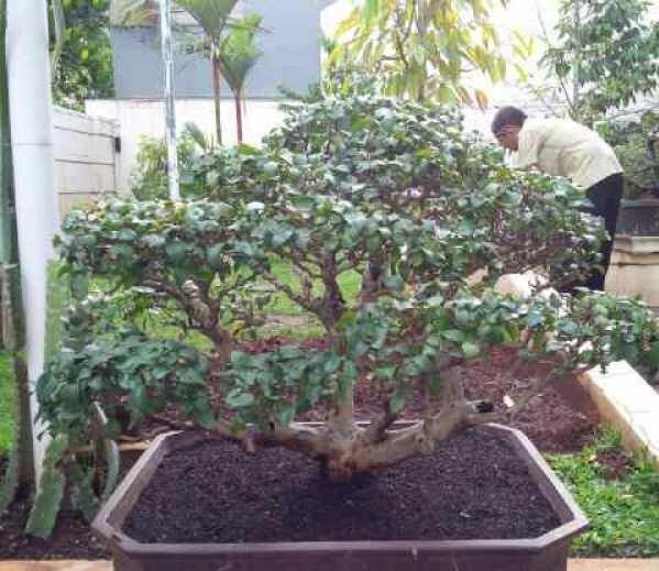 Terjual BONSAI  SIANTO DEWANDARU  2 POHON  KASKUS