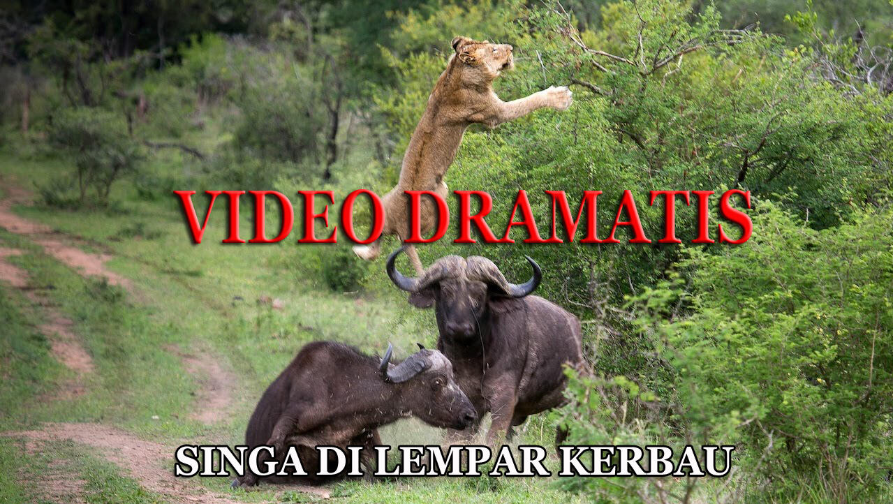 Saat Singa di Banting Kerbau