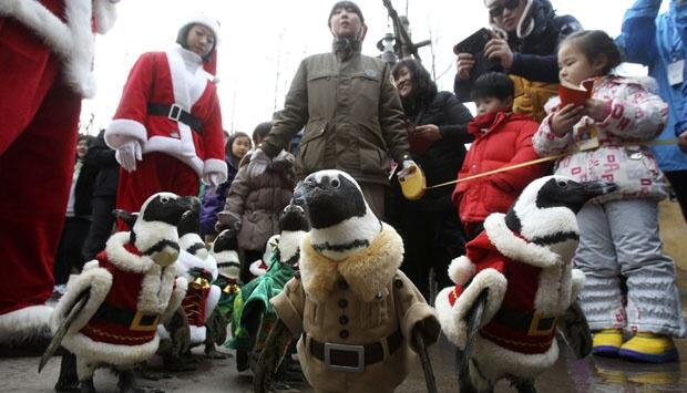 Aksi Lucu Pinguin Mengenakan Kostum Santa Claus Saat Parade