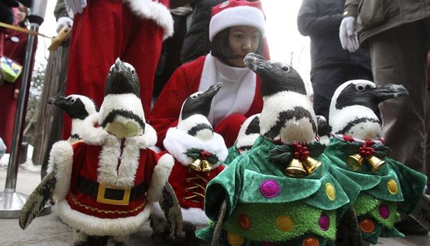 Aksi Lucu Pinguin Mengenakan Kostum Santa Claus Saat Parade