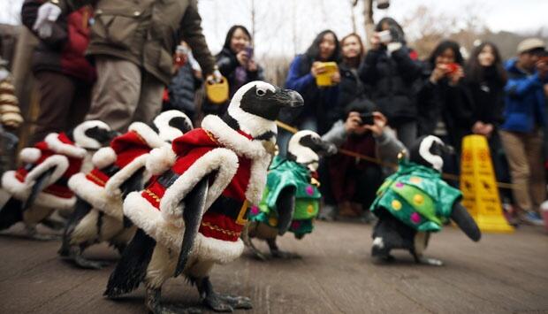 Aksi Lucu Pinguin Mengenakan Kostum Santa Claus Saat Parade