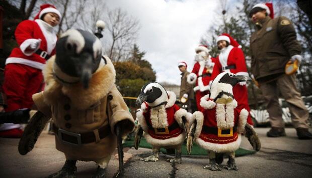 Aksi Lucu Pinguin Mengenakan Kostum Santa Claus Saat Parade