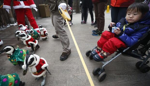 Aksi Lucu Pinguin Mengenakan Kostum Santa Claus Saat Parade