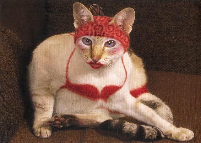 Kucing Taman Lawang..!!