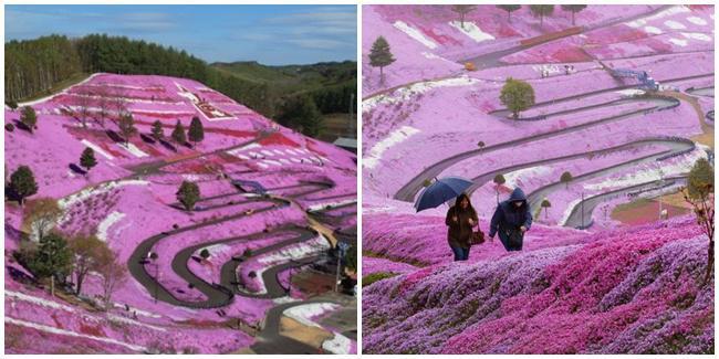 Lembah Pink Taman Higashimokoto Yang Memukau