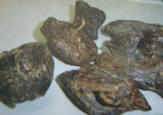 gaharu asli papua merauke