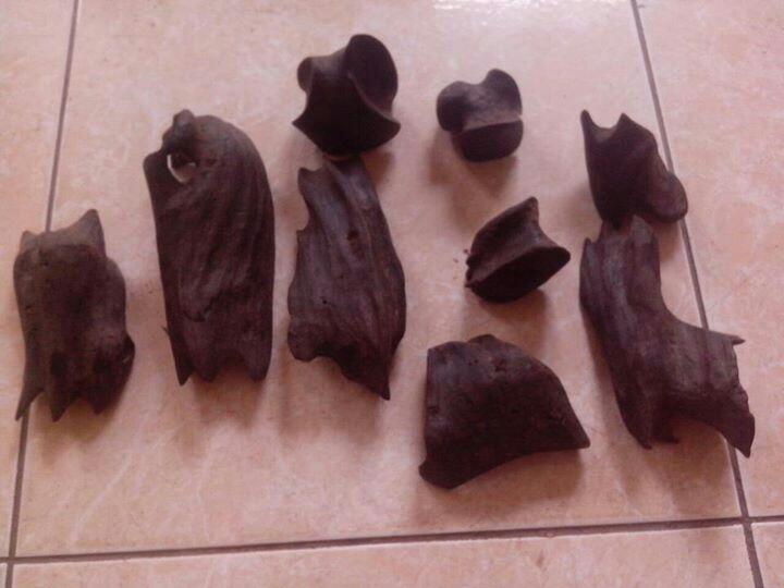 gaharu asli papua merauke
