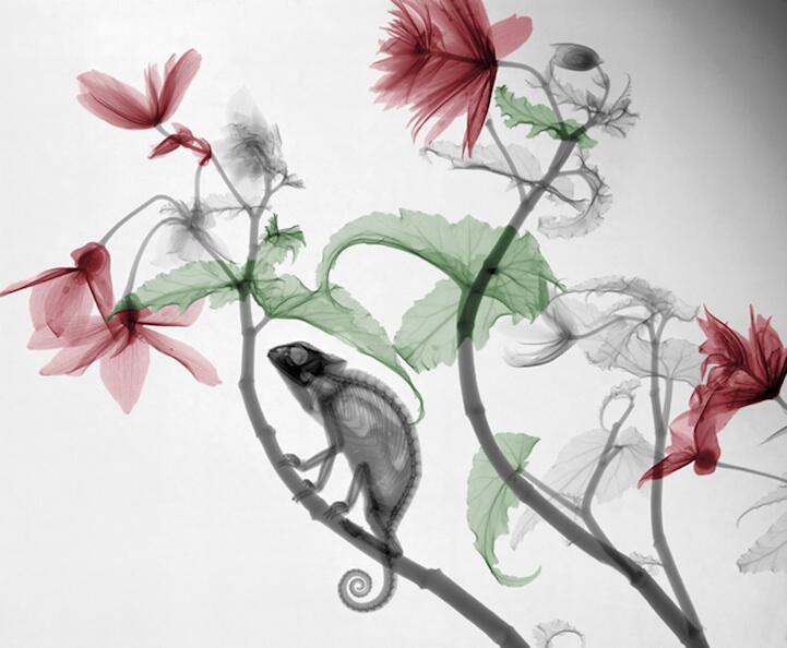  ~๑๑.Indah Berwarna Lukisan X-Ray Flora dan Fauna.๑๑~