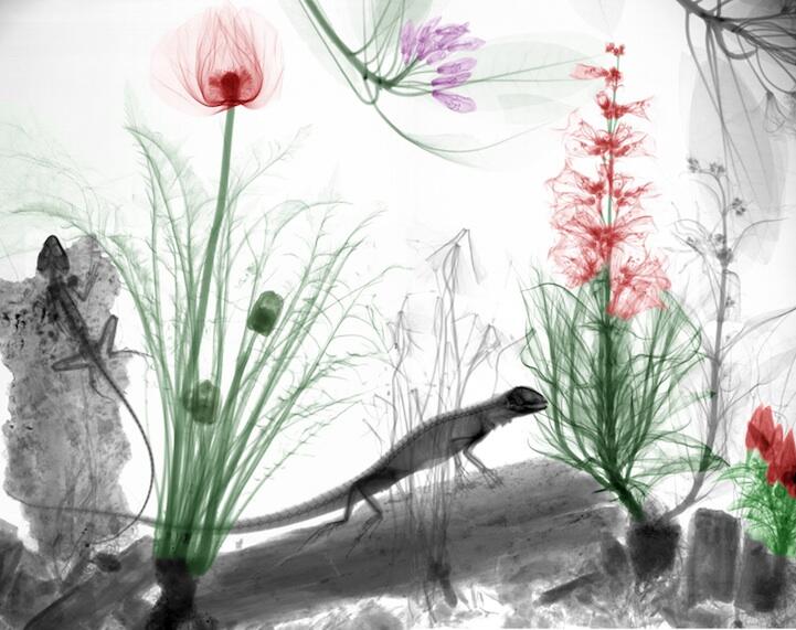  ~๑๑.Indah Berwarna Lukisan X-Ray Flora dan Fauna.๑๑~