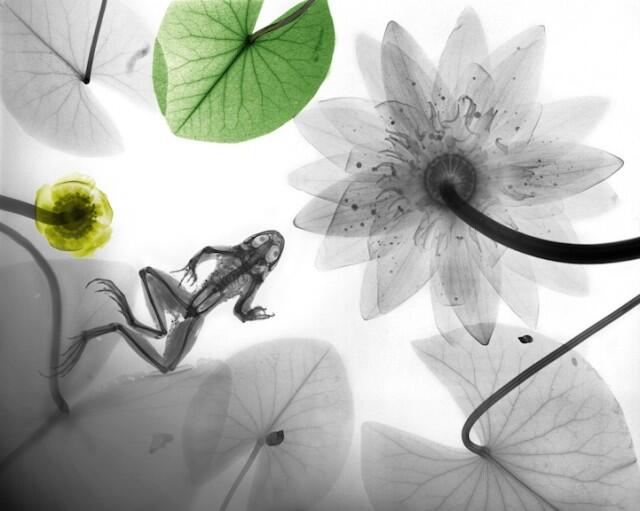 Fisikawan Radiasi Menciptakan Lukisan X-Ray Flora dan Fauna Berwarna yang Menakjubkan
