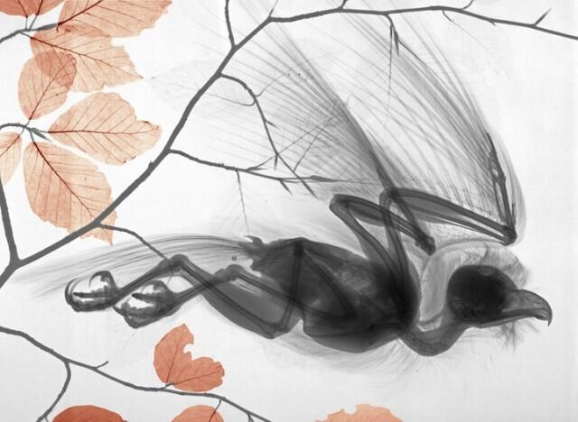 Fisikawan Radiasi Menciptakan Lukisan X-Ray Flora dan Fauna Berwarna yang Menakjubkan