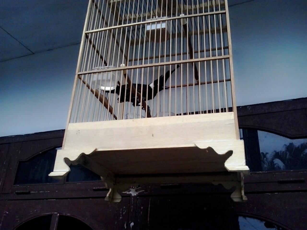 BURUNG CILILIN HITAM