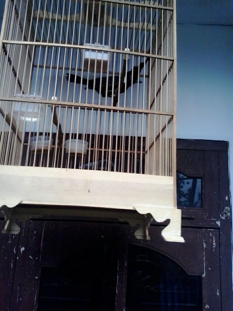 BURUNG CILILIN HITAM