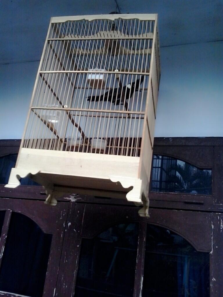 BURUNG CILILIN HITAM
