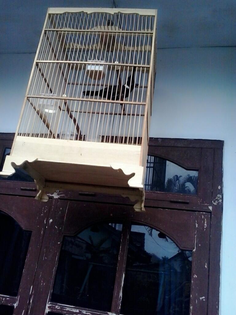 BURUNG CILILIN HITAM