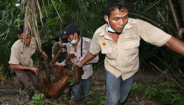 Kisah Pemakan Orang Utan yang Mendunia