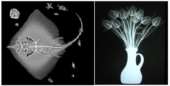   Indah Berwarna Lukisan X Ray  Flora dan Fauna  KASKUS