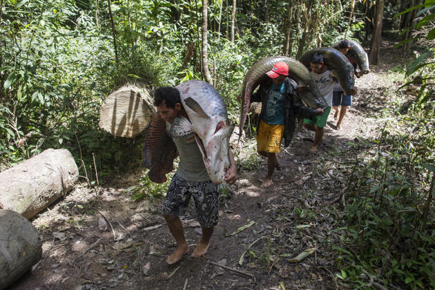 Mencari Arapaima ( ikan air tawar terbesar di dunia )