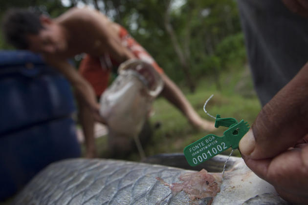 Mencari Arapaima ( ikan air tawar terbesar di dunia )