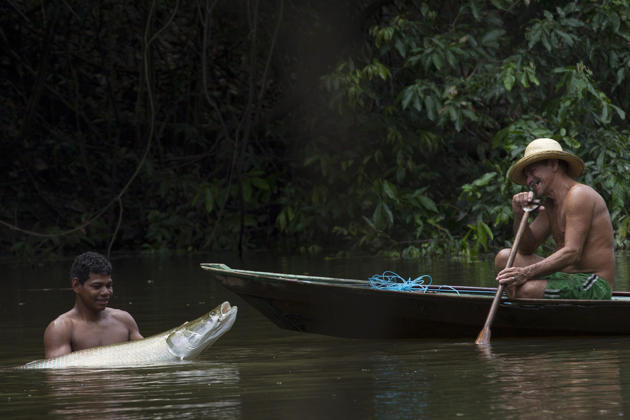 Mencari Arapaima ( ikan air tawar terbesar di dunia )