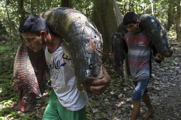 Mencari Arapaima ( ikan air tawar terbesar di dunia )