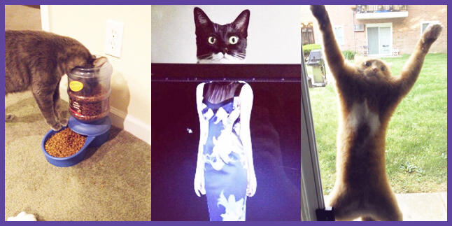 &#91;PICT&#93; 10 Tingkah Laku Kucing Paling Konyol Dan Bikin Gemas