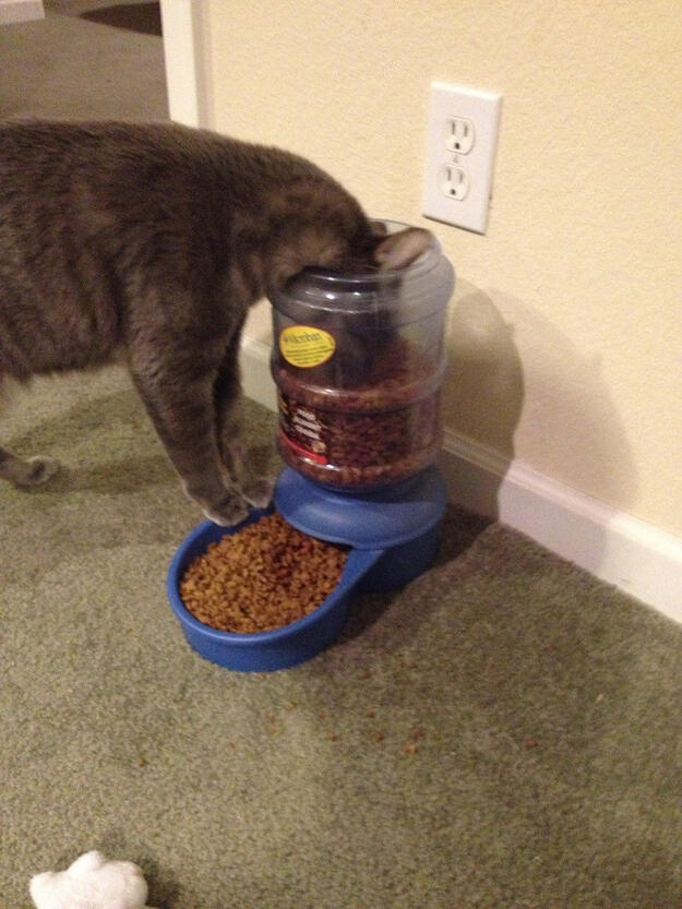 &#91;PICT&#93; 10 Tingkah Laku Kucing Paling Konyol Dan Bikin Gemas