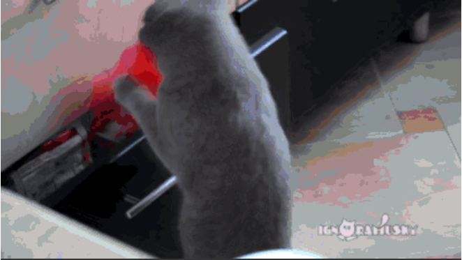 &#91;PICT&#93; 10 Tingkah Laku Kucing Paling Konyol Dan Bikin Gemas