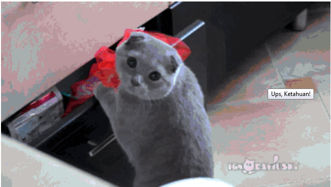 &#91;PICT&#93; 10 Tingkah Laku Kucing Paling Konyol Dan Bikin Gemas