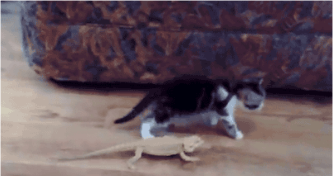 &#91;PICT&#93; 10 Tingkah Laku Kucing Paling Konyol Dan Bikin Gemas