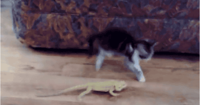 &#91;PICT&#93; 10 Tingkah Laku Kucing Paling Konyol Dan Bikin Gemas