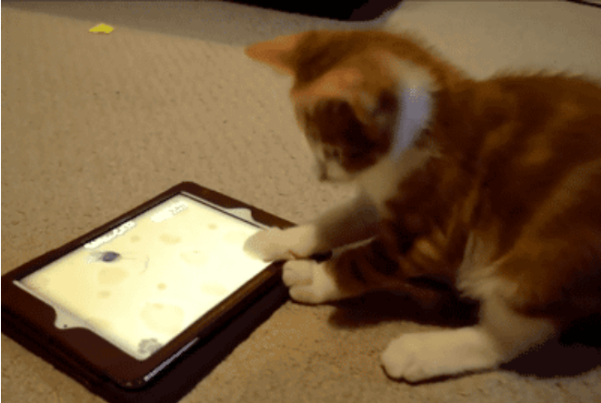 &#91;PICT&#93; 10 Tingkah Laku Kucing Paling Konyol Dan Bikin Gemas