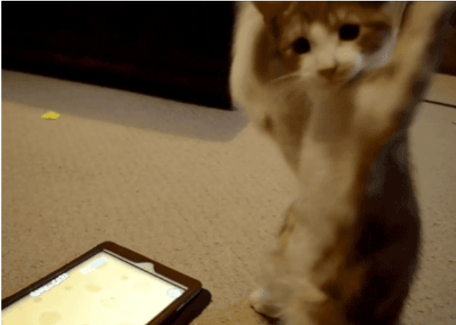 &#91;PICT&#93; 10 Tingkah Laku Kucing Paling Konyol Dan Bikin Gemas